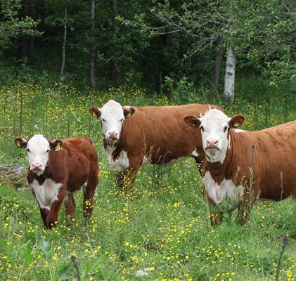 Cattle breeding is part of our history